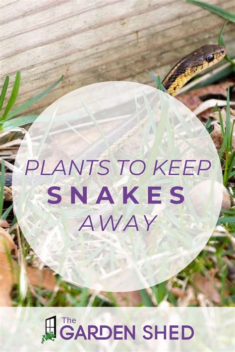 Keep Snakes Out Of Your Garden With These 4 Plants Video Plants