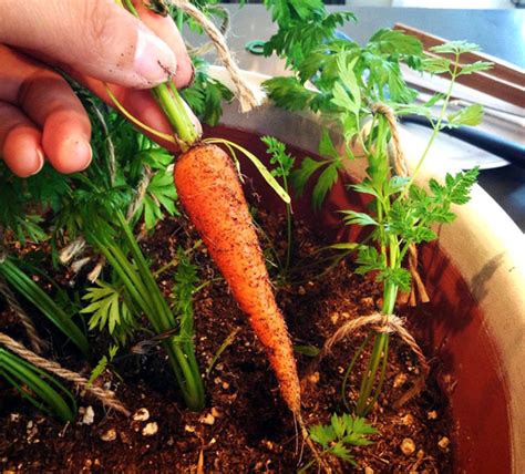 Growing Carrots In Containers How To Grow Carrots At Home