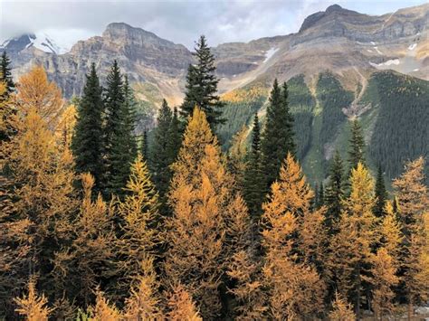 Golden Fall In Banff A Guide To See Larch Trees Travel Tales Of Life