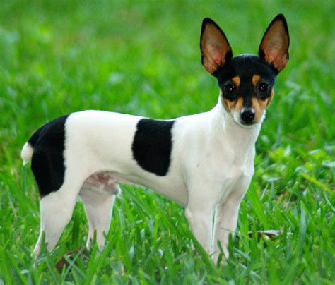 Fox Terrier Chihuahua Mix Everything You Need To Know Prefurred