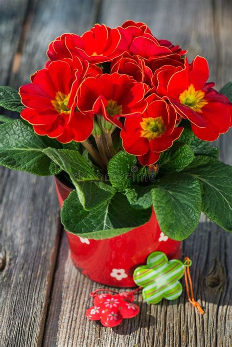 Red Primrose Stock Image Image Of Spring Garden Flower 39631809