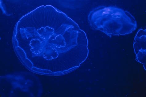 Jellyfish Taken At The Maui Ocean Center In Hawaii I Fo Flickr