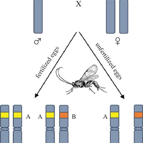 A Schematic Representation Of Single Locus Complimentary Sex Determination Download