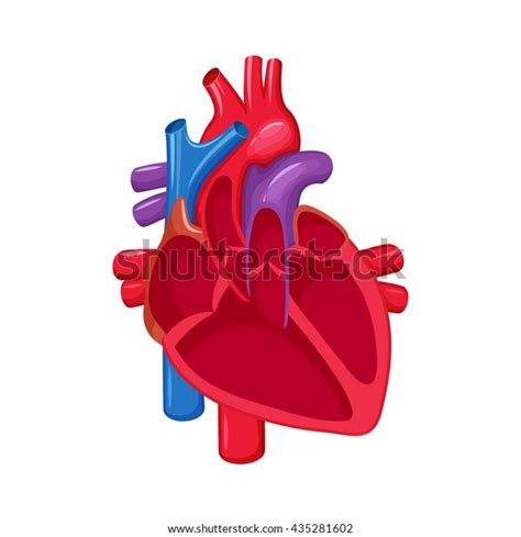 Human Heart Anatomy Medical Science Vector Stock Vector Royalty Free