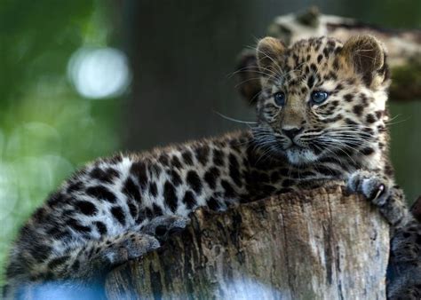 How The Majestic Amur Leopard Became One Of The Worlds Rarest Big Cats