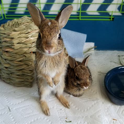 It's Baby Rabbit Season, Wildlife Experts Say 'Check Your Backyard