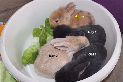 4 Cute Baby Rabbits For Sale In Watton Norfolk Gumtree