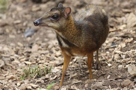 Java mouse-deer - Wikipedia