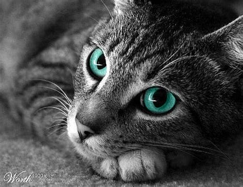 Untamed cats spawn in villages as long as there is at least one villager and four beds. Silver_tabby_with_blue_eyes_by_thecassywassy-d37em4u.jpg