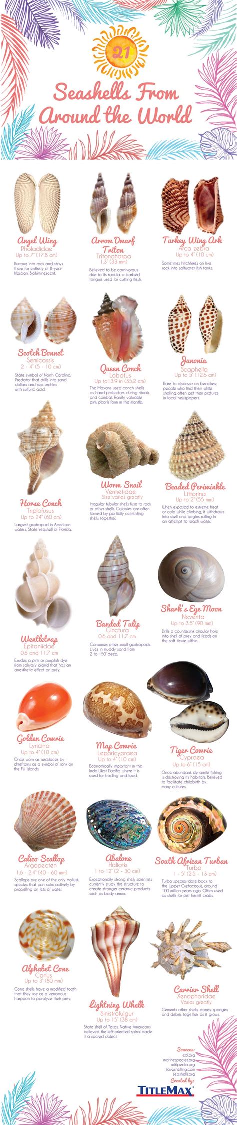 Seashells From Around The World Infographic