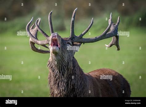 A Very Close Photograph Of The Head And Antlers Of A Royal Red Deer Stag Its Mouth Is Open And