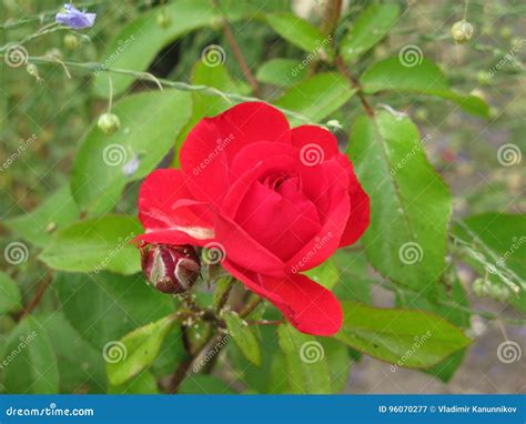 Little Red Rose Stock Image Image Of Small Light Bright 96070277
