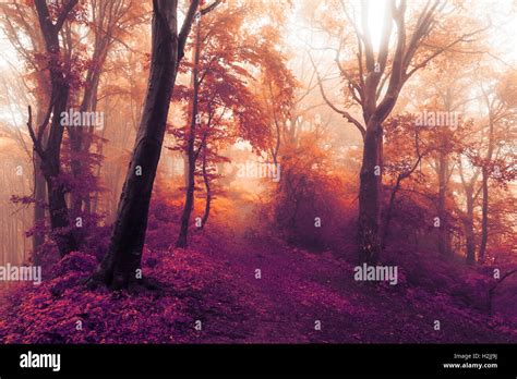 Fairy Tale Trails In Foggy Forest During Autumn Stock Photo Alamy