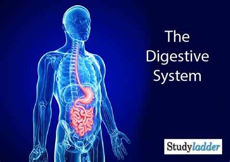 The Digestive System Studyladder Interactive Learning Games