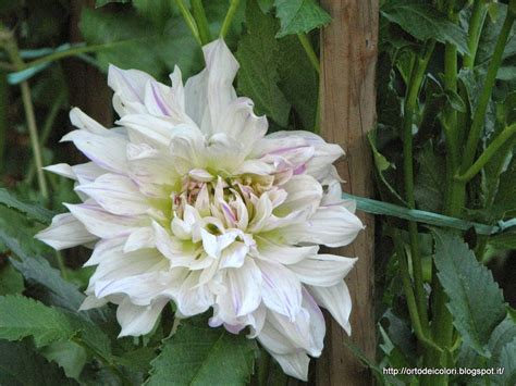Fioraio bianchi caffè è anche un laboratorio floreale. L'orto dei colori: Fiori bianchi d'agosto