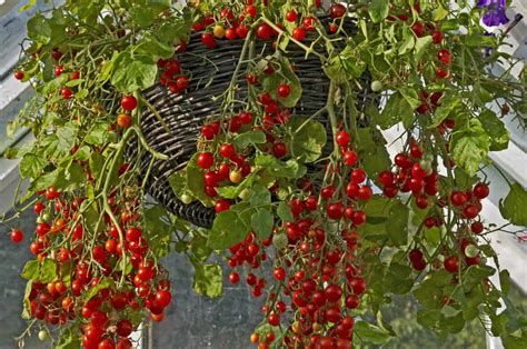 Tomates Suspendues 8 Meilleures Variétés Et Comment Les Cultiver