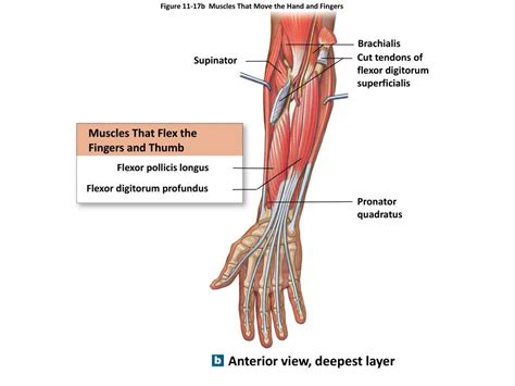 PPT - 11-6 Appendicular Musculature PowerPoint Presentation, free