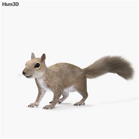 You will then need to click on view in 3d option. Squirrel HD 3D model - Animals on Hum3D