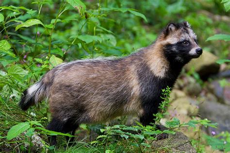 Are Raccoon Dogs Actually Dogs New Covid 19 Testing Spotlights Animal