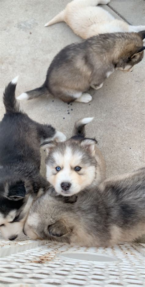 Large, strong sled dogs were needed for transporting people and goods over great distances. Alaskan Husky Puppies For Sale | Pomona, CA #297299