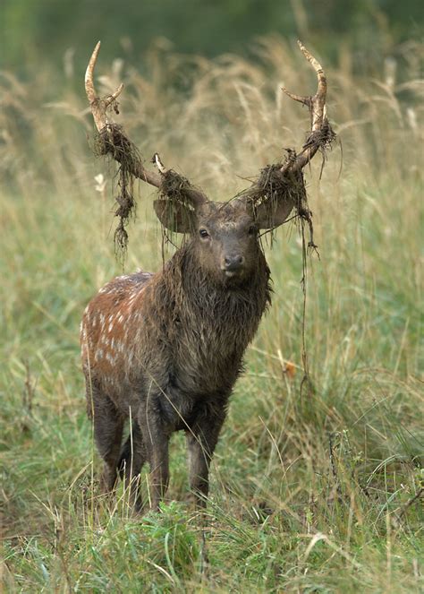 Sika Deer By Albi748 On Deviantart