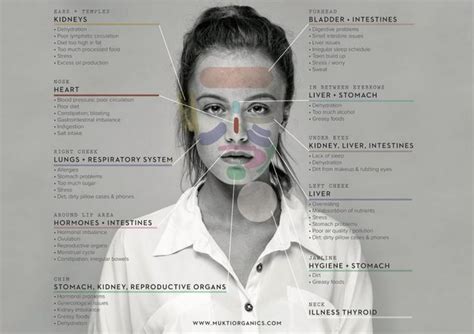 In diesem live webinar lernst du über die wichtigsten zang organe in der traditionellen online kurs video länge: Face Mapping: Welcher Teil Ihres Körpers ist krank ...