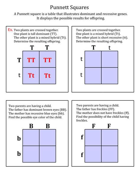 genetics punnett squares practice worksheet