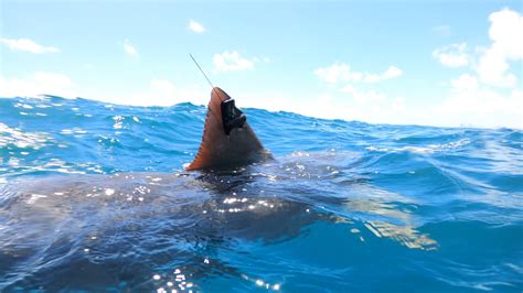 2020 Shark Research And Conservation Highlights Shark Research