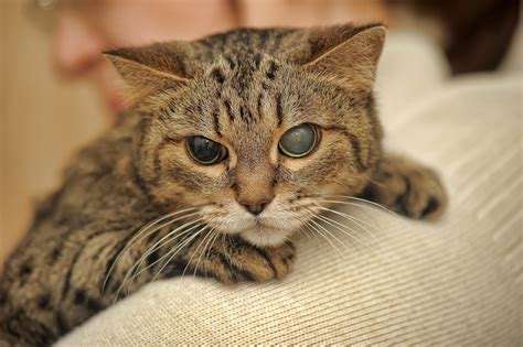 Symptoms of entropion include squinting, excessive amounts of discharge from the affected eye, light sensitivity, inflammation of the inner eye, eye tics, and entropion is a condition in which a portion of a dog's or cat's eyelid is inverted, meaning it's folded or rolled inward. Blind Quiet Eye in Cats - Symptoms, Causes, Diagnosis ...