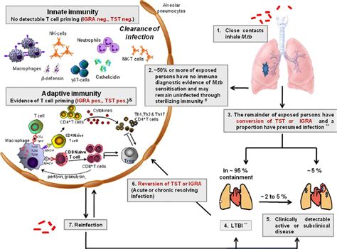 Pulmonary Tuberculosis Pathophysiology Diagram