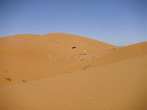 Desert Wasteland Sand Dune Sahara Stock Image Image Of Travel Sand