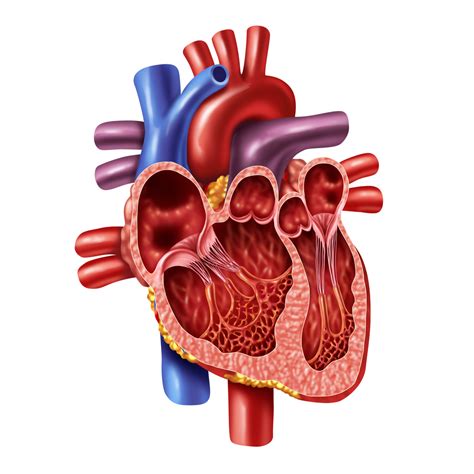 ¿qué Es Un Soplo Cardíaco 7 Padecimientos Que Pueden Provocarlo Salud180