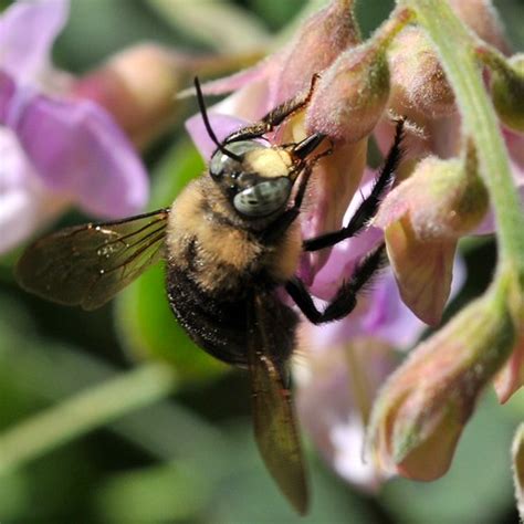 Large Male Carpenter Bee Xylocopa Tabaniformis Anthopho Flickr
