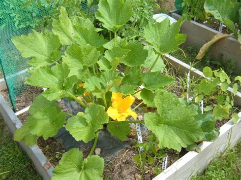 Maybe you would like to learn more about one of these? Can I plant zucchini in my 4x 4 boxes?