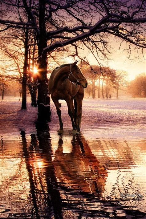 Horse Hest Animal Tree Water Sunbeams Reflections Sunset