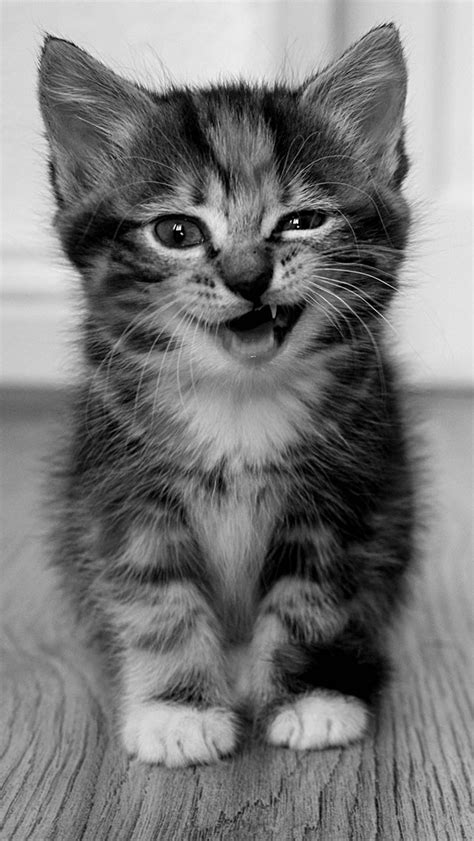 We have an extensive collection of amazing background images carefully chosen by our community. Funny Cat iPhone Wallpaper - WallpaperSafari