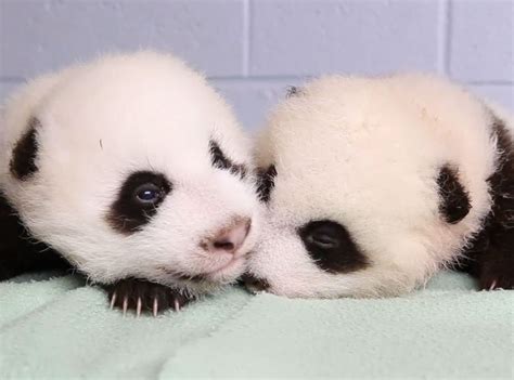 Zoo Atlantas Panda Twins Grow Up In Time Lapse Video Showcasing Their