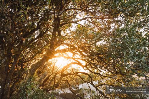 Scenic View Of Tree Branches With Golden Light Of Morning Sunrise Shining Through Foliage