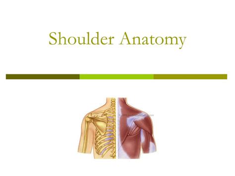 Ppt Shoulder Anatomy Powerpoint Presentation Free Download Id6856840