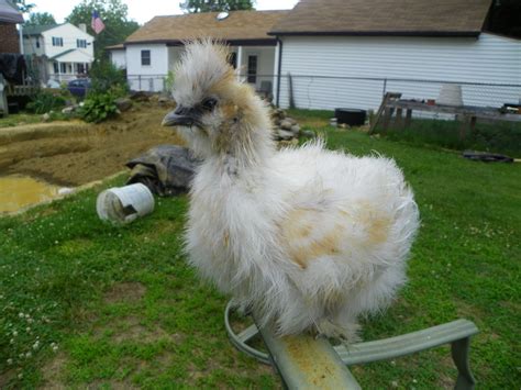 Sexing Silkie Chicks Backyard Chickens Learn How To Raise Chickens