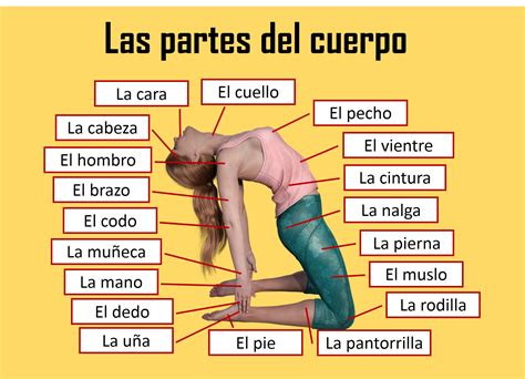 Partes Do Corpo Em Espanhol