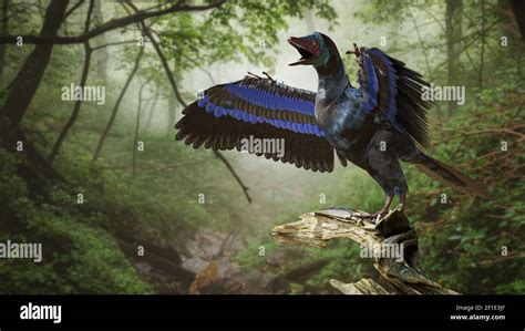 Archaeopteryx Feathered Dinosaur Late Jurassic Hi Res Stock Photography