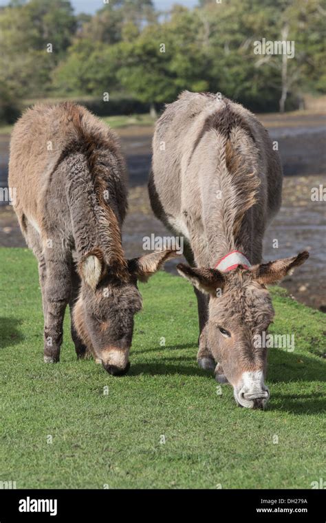 Two Wild Donkeys Grazing By Beaulieu River The South Eastern Edge Of