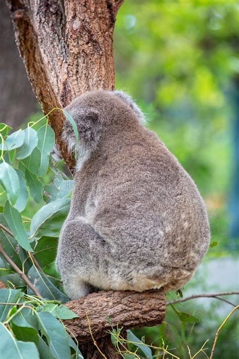Close Up Of Koala Bear In Tree Stock Image Image Of Grey Portrait 36263571