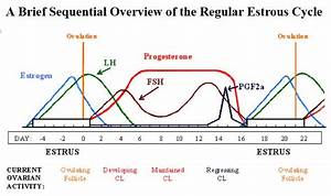 The Length Of Estrus In Mares Nexgen Pharmaceuticals