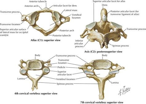 Atlas Anatomy Bone