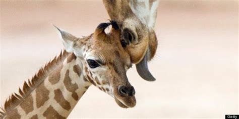 Baby Animals And Mothers 50 Super Cute Babies And Their