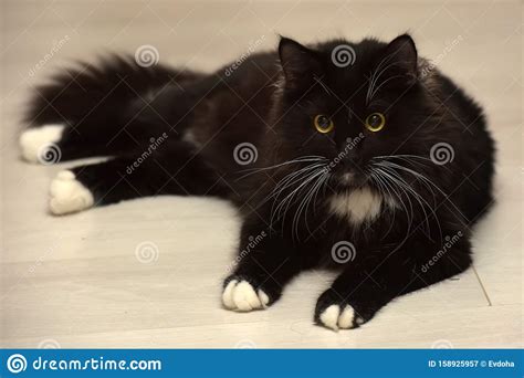 Black And White Beautiful Sleek Fluffy Cat Stock Image Image Of Hair