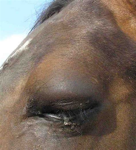 Horses Horse Health Equine Eye