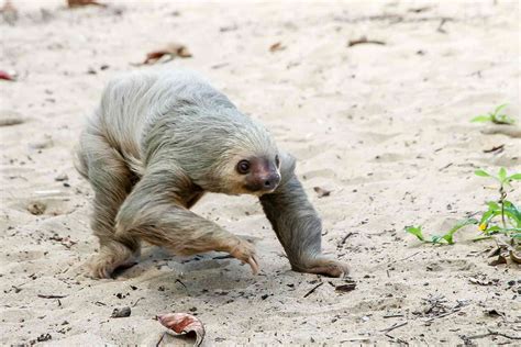 8 Fast Facts About Sloths